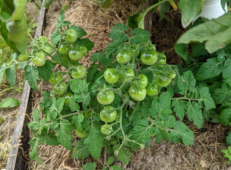 tomaty zelenye